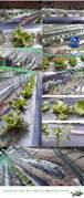 csw_farmery(본원)